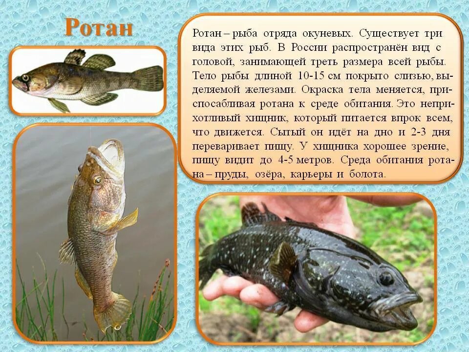 Рыба это кто или что. Ротан-головешка perccottus glenii. речная рыба ротан. озерная рыба ротан. ротан головешка рыба.