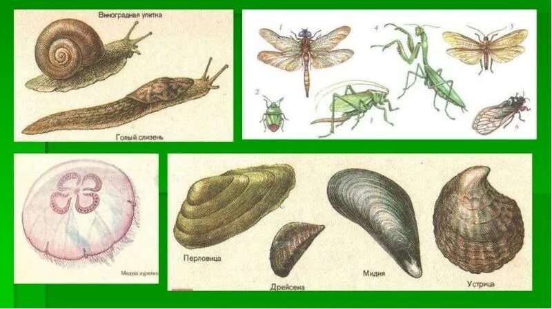 Беспозвоночные животные 5 класс биология. Беспозвоночные 5 класс биология. Классификация позвоночные и беспозвоночные. Представители беспозвоночных 5 класс.
