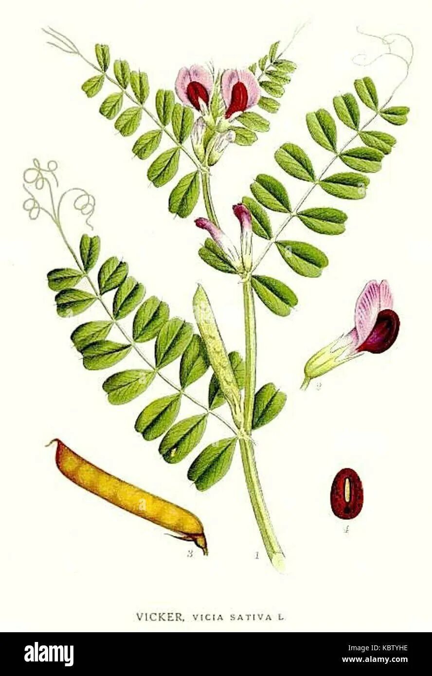Plant wiki. Семена Вики мышиный горошек. Вика растение бобовых. Вика Яровая растение. Вика посевная (Vicia Sativa l.)семя.
