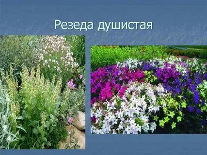 Резеда перевод