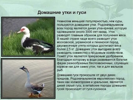 Продолжительность жизни утки