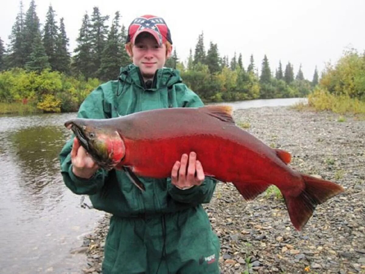 красная нерка где обитает. рыба лосось нерка. кижуч и чавыча. нерка. красная нерка где обитает.