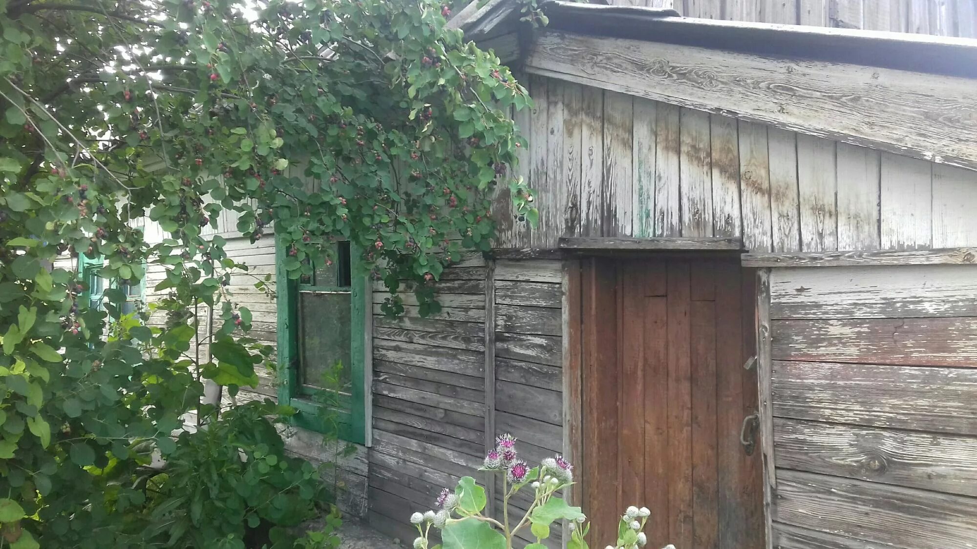 Деревня селеево. Селеево новгородская область. Перегино ловать. Селеево новгородская область. Перегино ловать.