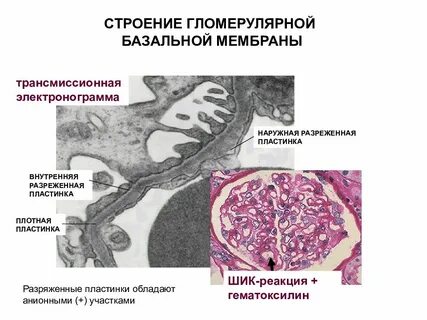 Базальная мембрана базальная пластинка
