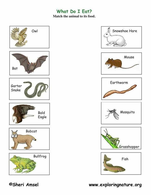 Wild animals essay. What animals eat for Kids. What animals eat Worksheet. What do animals eat Worksheets. What animals eat задание.
