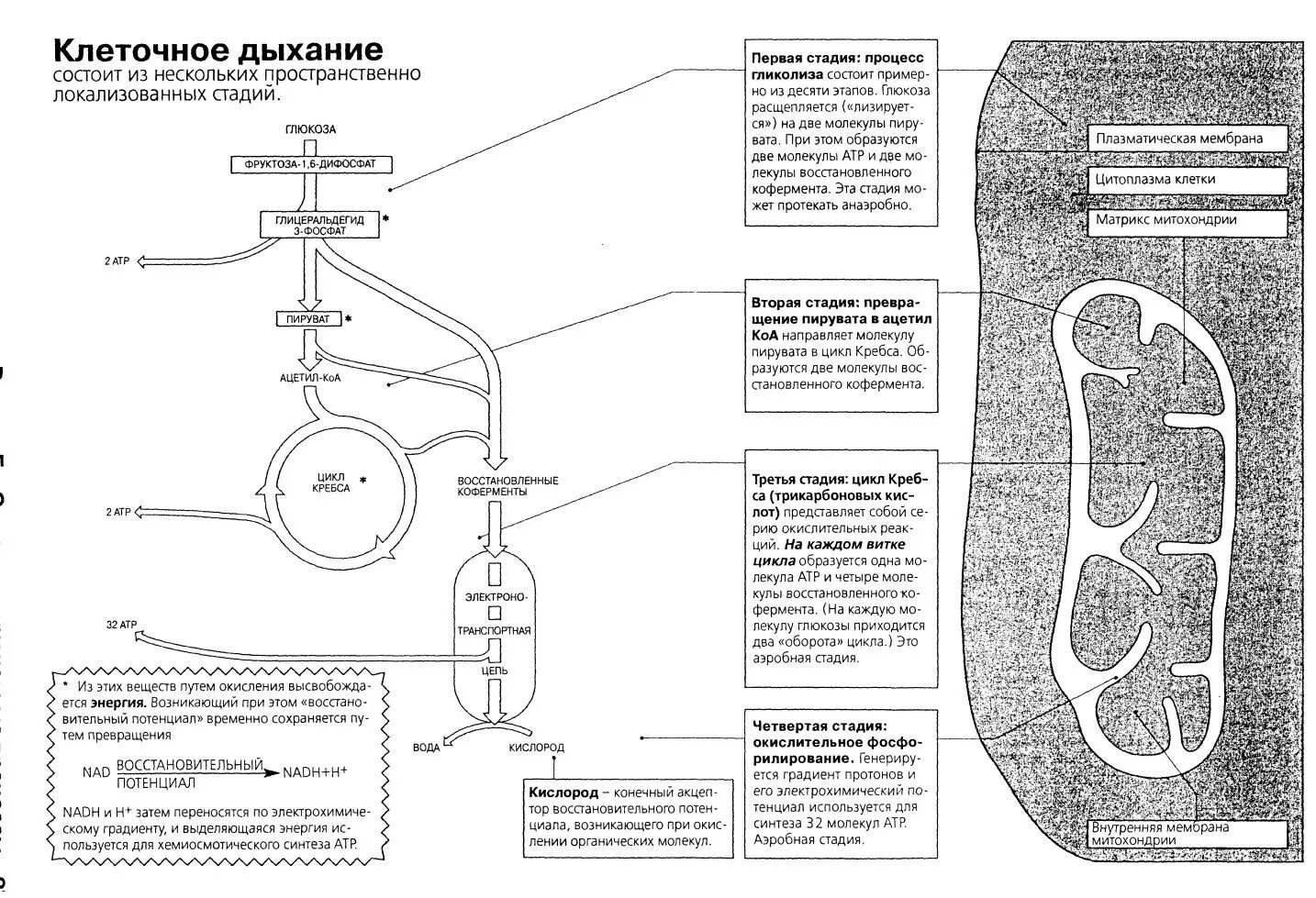 Изменения дыхания клеток. Стадии клеточного дыхания ЕГЭ биология. Клеточное дыхание митохондрии ЕГЭ. Клеточное дыхание схема ЕГЭ 2023. Схема клеточного дыхания ЕГЭ биология.