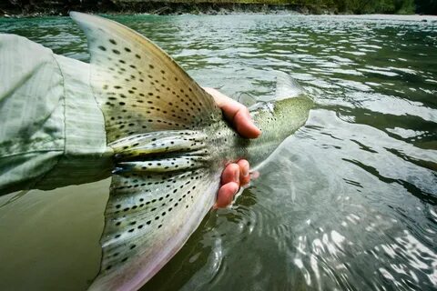 Fly fish