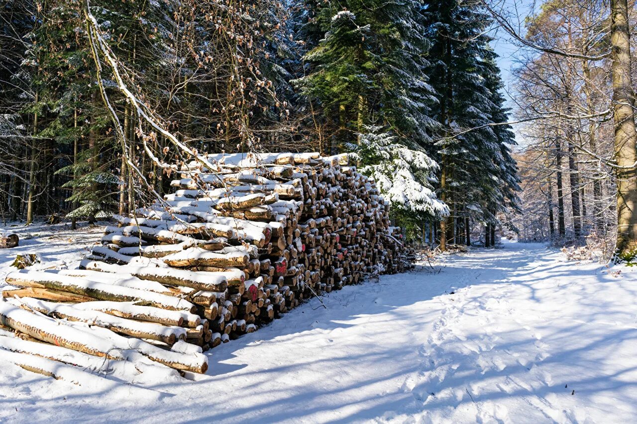 В лесу зимой можно. Бревно в лесу. Бревно в лесу зимой. Дрова в лесу зимой. Заготовка дров в лесу зимой.