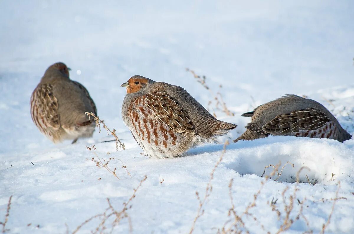 куропатка в снегу. следы куропатки на снегу. диксон полярные куропатки. птицы под снегом. серая куропатка зимой.