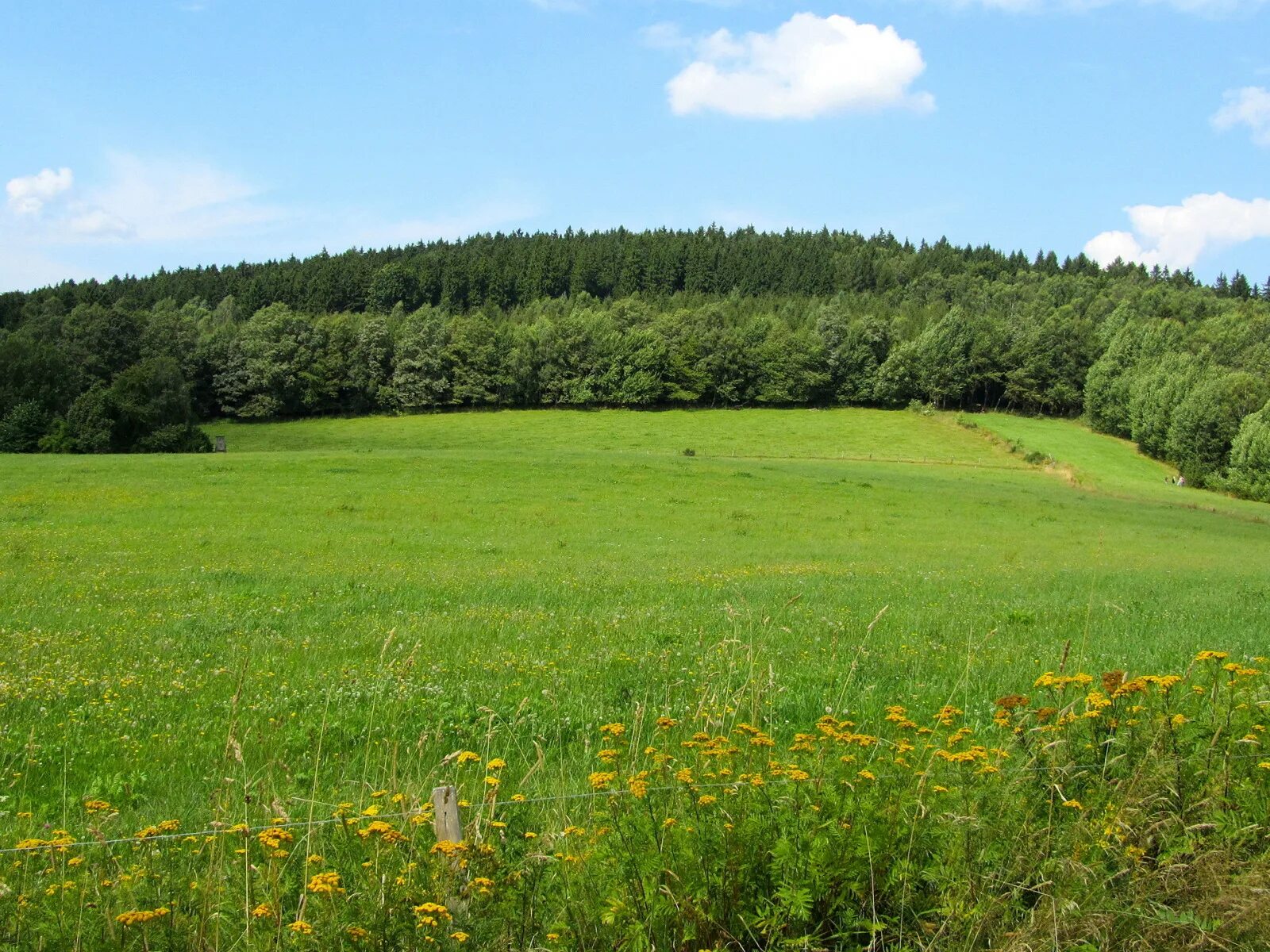 Земельные участки в лесу в подмосковье. Земельный участок с лесом. Участок в лесу. Земельный участок с лесом. Участок земли в лесу.