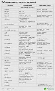 Малина совместимость