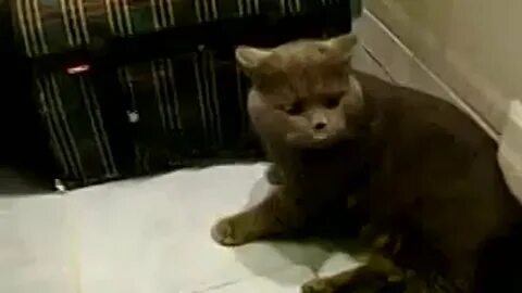 Видео кота без