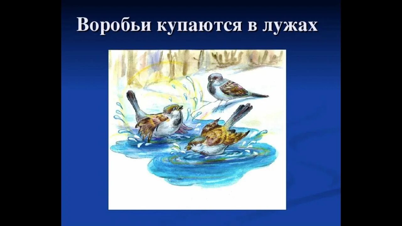 Воробей купается лужа улыбается. Воробьи купаются в луже. воробей купается в луже рисунок. воробьи купаются в луже весной. воробьи в лужах рисование.