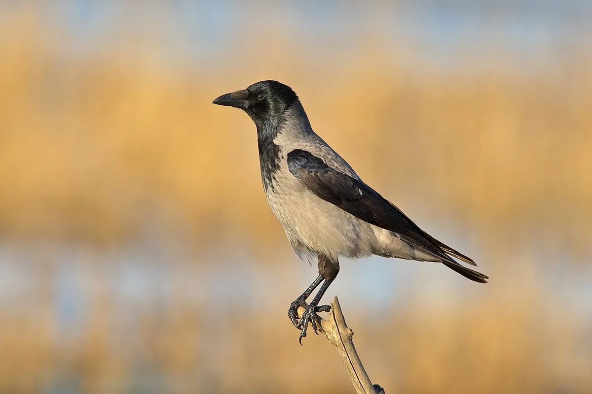 Crow fact. Серая ворона-флейтист. Corvus culminatus. Corvus fuscicapillus. Ворон обыкновенный.