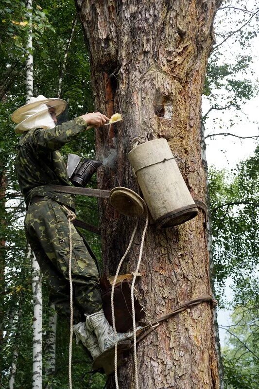 Бортничество это. Башкирский бортевой мед. Хакасы бортничество. Бортевое пчеловодство в башкирии. Бортничество это в древней руси.