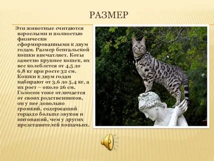 Какие кошки считаются взрослыми