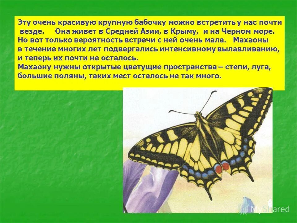 Самый многочисленный класс животных. Почему насекомые самый многочисленный класс животных. насекомые из красной книги петропавловск-камчатский. картинку насекомое из красной книги но не бабочка. насекомые из красной книги рассказ о бабочке 2 четверостишье.