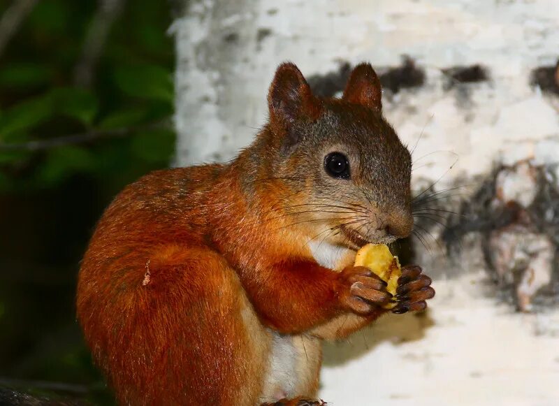 Белка аберта. Белечий или беличий. Белки на жаре. Белечий или беличий. Гуаякильская белка.