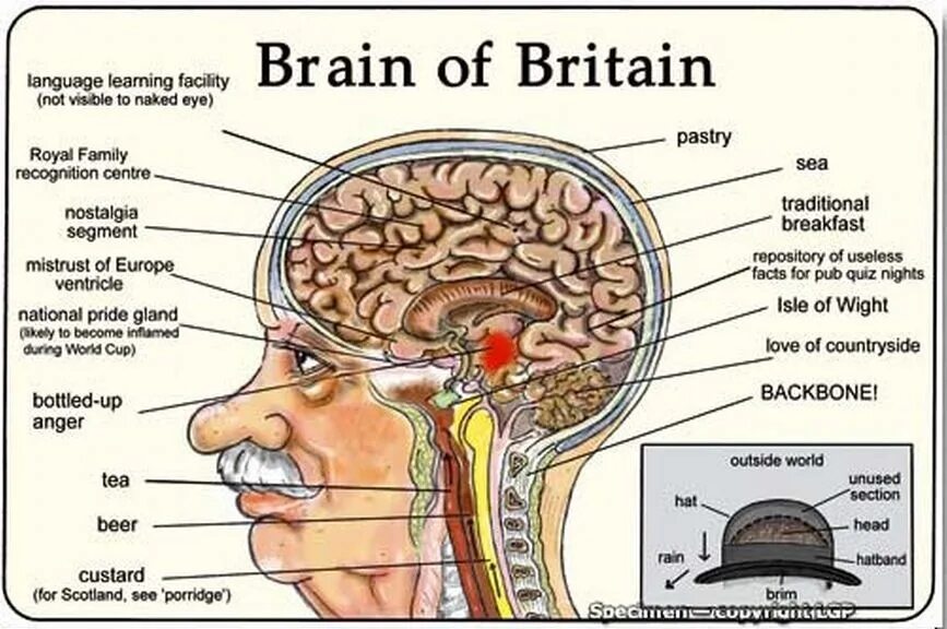 English brain. Стереотипы о британцах. Мозг британский английский. Шутки про стереотипы на английском. Стереотипы об Англии.