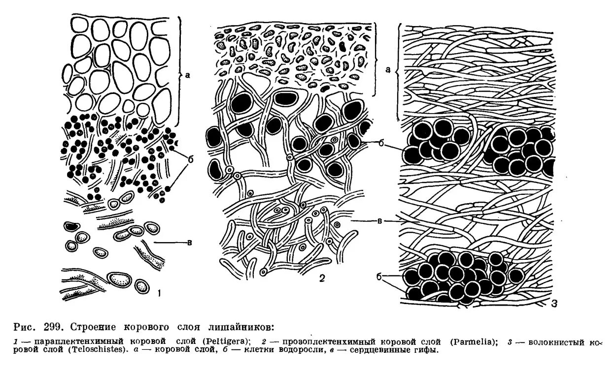 Анатомическое строение лишайника. Строение слоевища лишайника. Анатомическое строение слоевища лишайников. Строение гомеомерного лишайника.