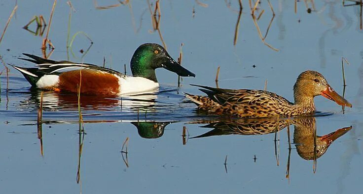 Northern Shoveler (Anas clypeata). Birds of Siberia.