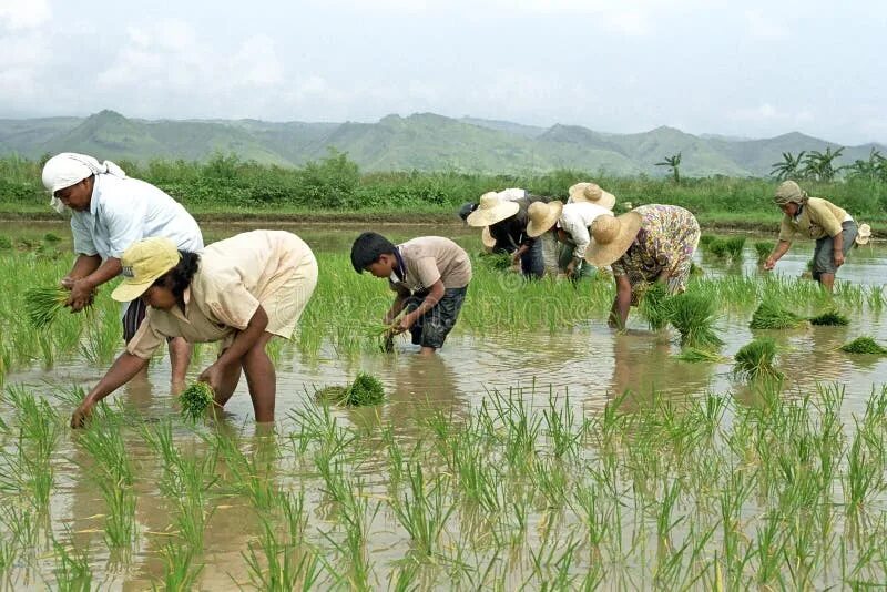 They rice in the fields. Работник на рисовом поле. hard work fields. chinese mans on the rice field.