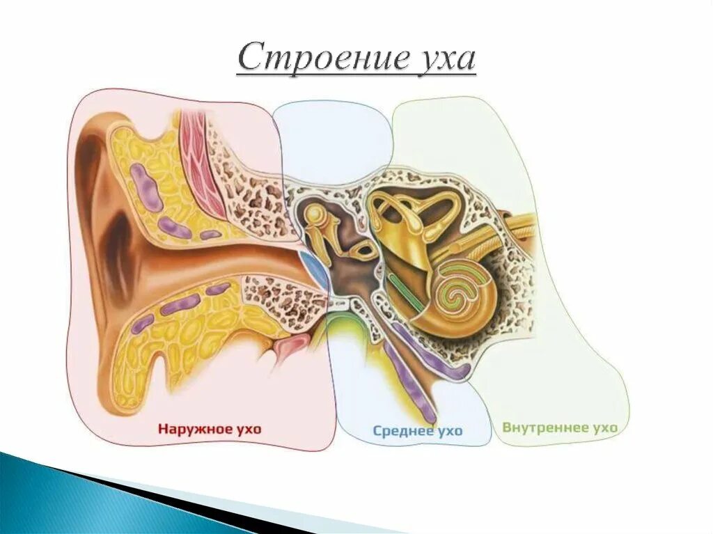 Строение уха и вестибулярного. Строение внутреннего и внешнего уха. Слуховой анализатор наружное среднее внутреннее ухо. Строение уха наружное среднее внутреннее. Строение внутреннего и внешнего уха.