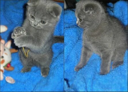 Клички вислоухих котят мальчиков