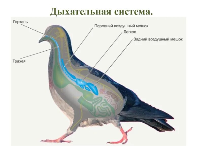 Какую функцию выполняют воздушные мешки у птиц. Дыхательная система птиц органы дыхания. строение дыхательной системы птиц. дыхательная система птиц 7 класс. внутреннее строение птицы биология 7 класс.
