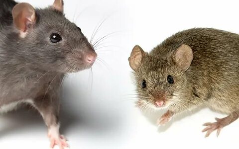 Rat mouse