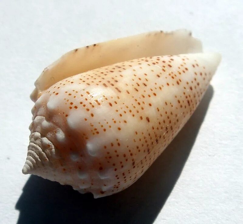 Моллюски корень. Conus arenatus. Конус Магус моллюск. Брюхоногий моллюск конус. Епископская Митра моллюск.