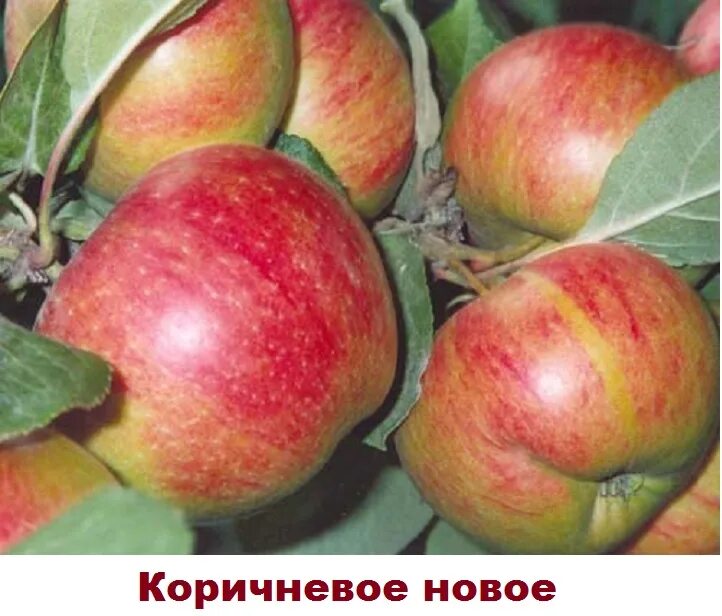 Яблоня коричное полосатое. Яблоня славянка. Дочь коричного яблоня. Сорт яблок рубиновые дуки. Яблоня бурая фото.