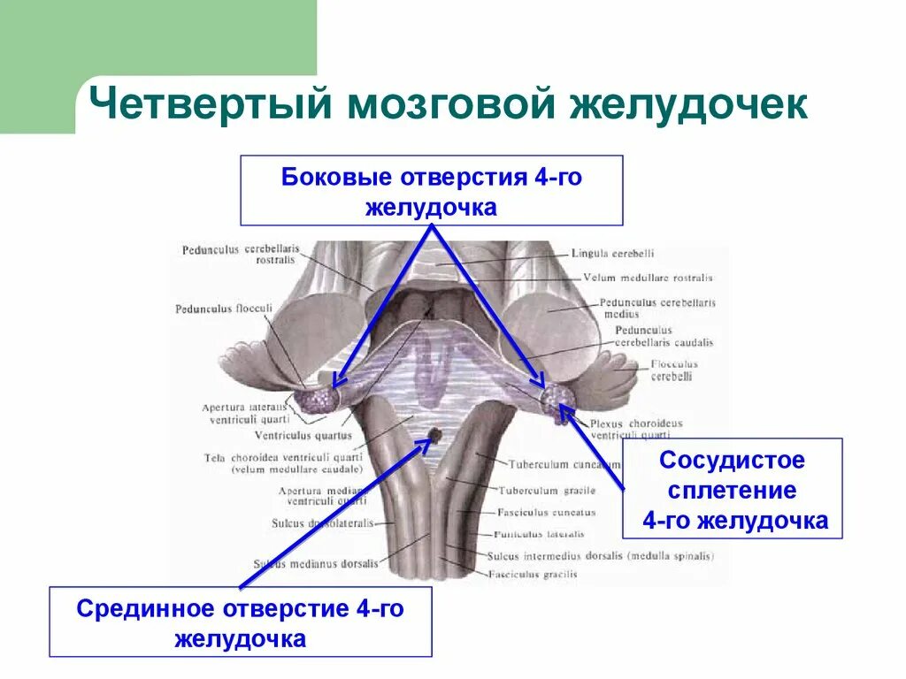 Желудочки среднего мозга