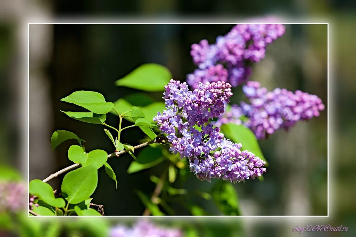 Расцвела сирень в моем садочке минус. Расцвела сирень в моём садочке. Расцвела сирень в моем садочке. Расцвела сирень в моем садочке минус. Расцвела сирень в моем садочке минус.