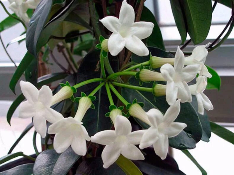 Стефанотис (марсдения). Стефанотис stephanotis