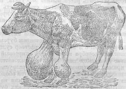 Бруцеллез у коров