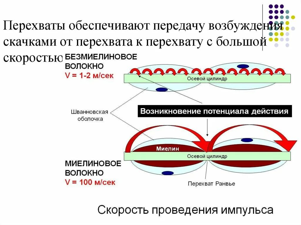 Распространение пд. Скорость проведения в миелиновых и безмиелиновых волокнах. Скорость передачи нервного импульса по миелиновым волокнам. Передача импульса по миелиновому волокну и безмиелиновые. Проведение нервного импульса по миелиновому нервному волокну.