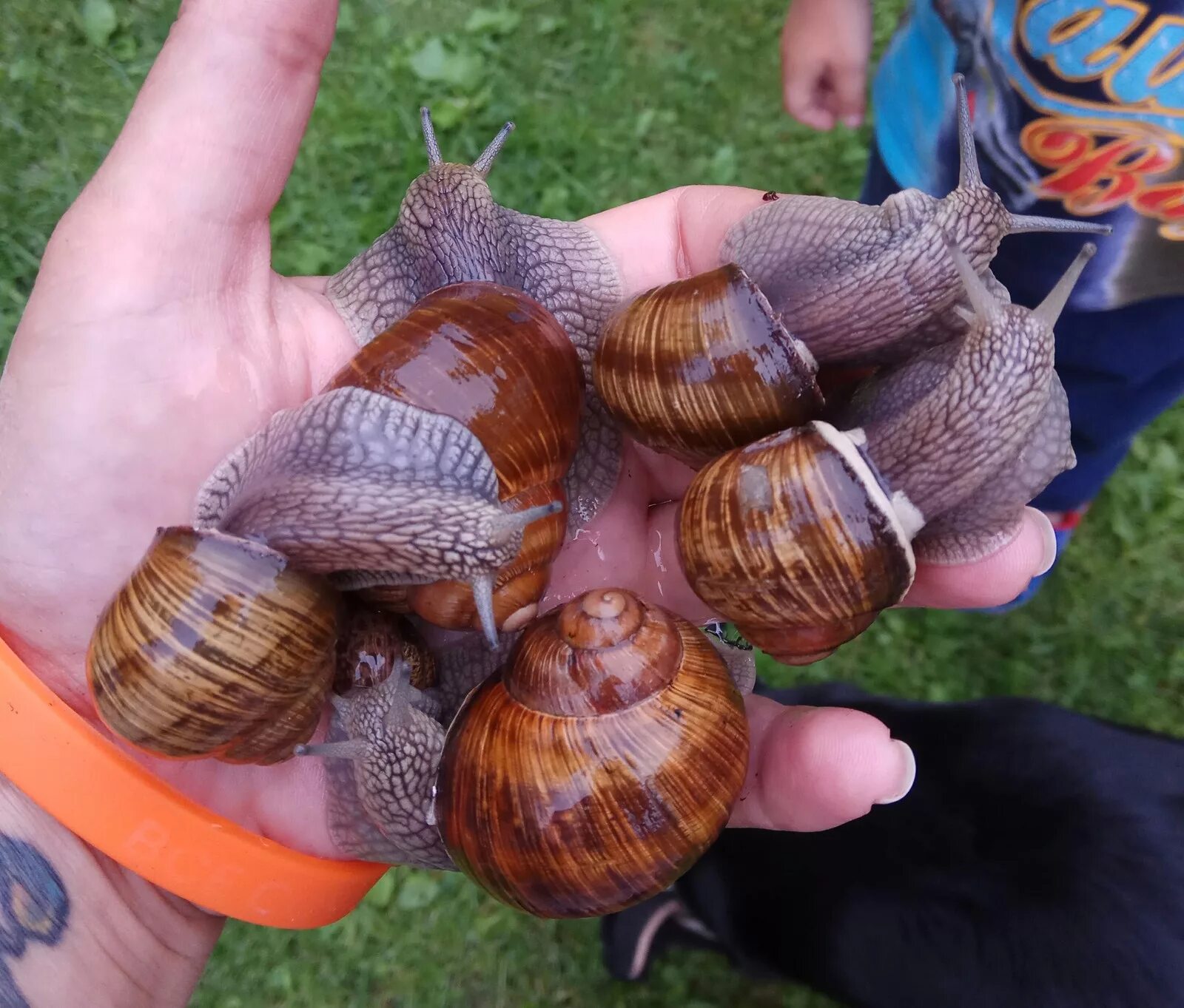 Страна улиток. Виноградная улитка ахатина. Helix pomatia Виноградная улитка. Улитки ахатины и виноградные. Виноградная улитка ахатин.