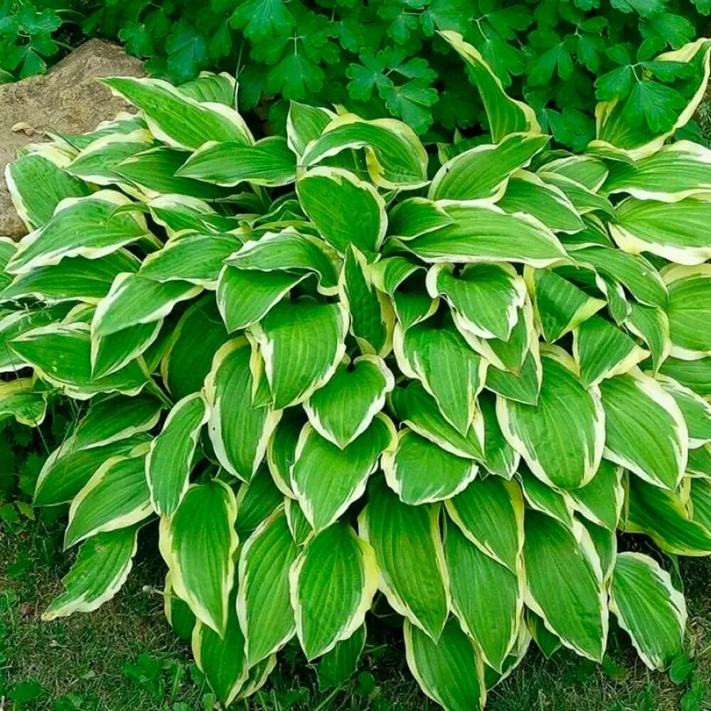 Хоста гибридная Antioch. Хоста Антиох. Хоста Антиох Antioch. Hosta Antioch Хоста.