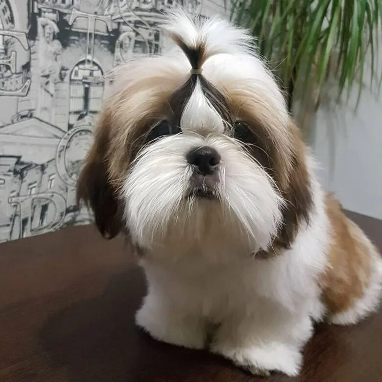 Ши тцу стрижки для мальчиков. Ши-тцу. Стрижки щенков ши тцу мальчиков. Ши тцу стрижки для мальчиков. Стрижки ши тцу для мальчиков.