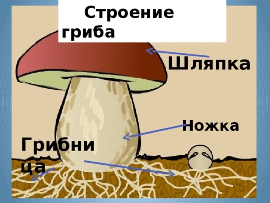 Лабораторная работа шляпочные грибы 7 класс. Грибы части шляпочного гриба. Шляпочный гриб рисунок. Строение шляпочного гриба. Схема строения шляпочного гриба.