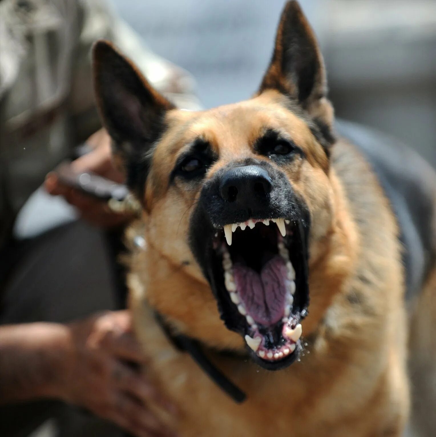 Злая собака. Немецкая овчарка пасть. Немецкая овчарка дельгадо. Собака овчарка немецкая злая. Злая овчарка.