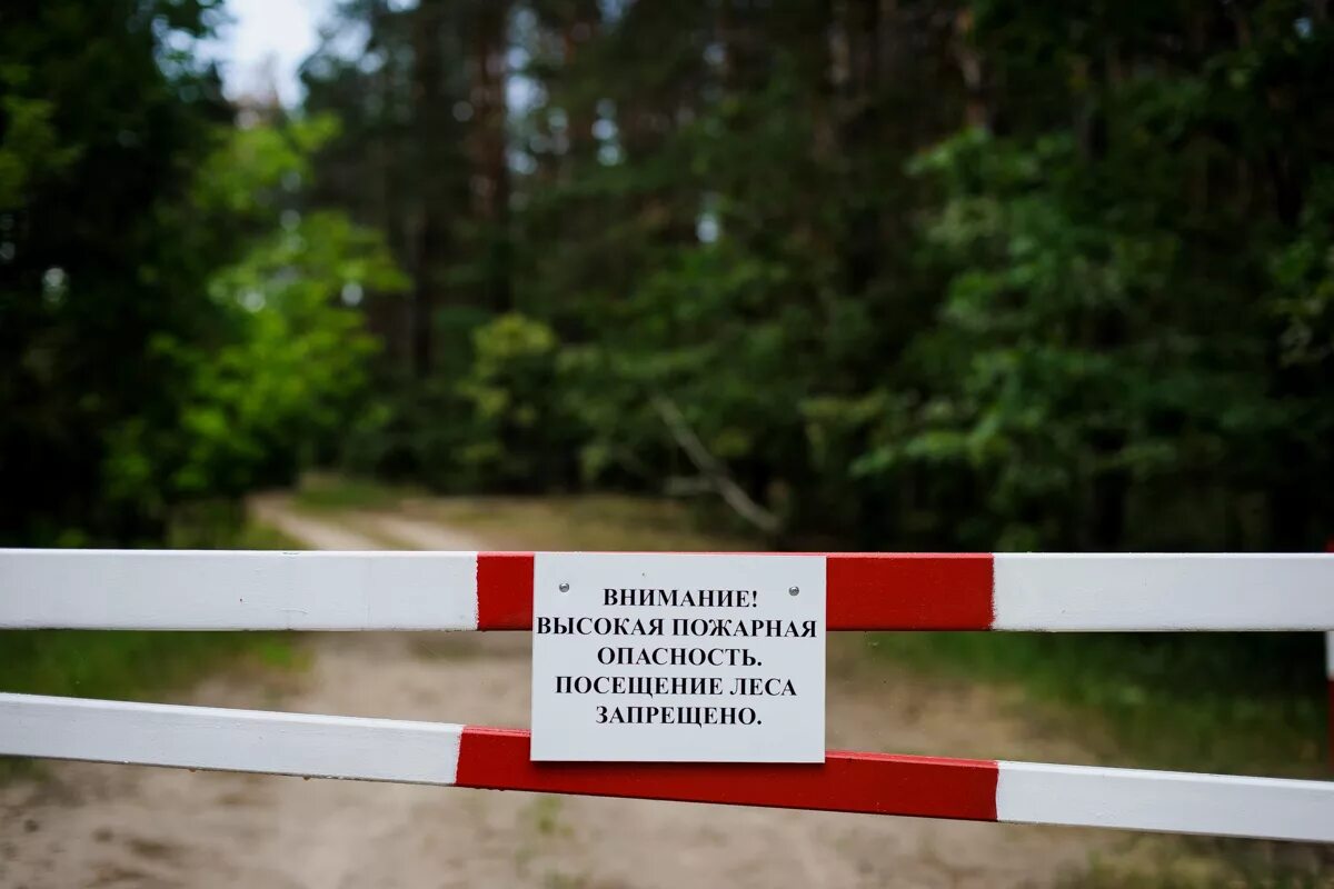 Запрет на посещение лесов. Ограничение пребывания граждан в лесах. Ограничение пребыванияаждан в лесу. Запрещено посещать лес.