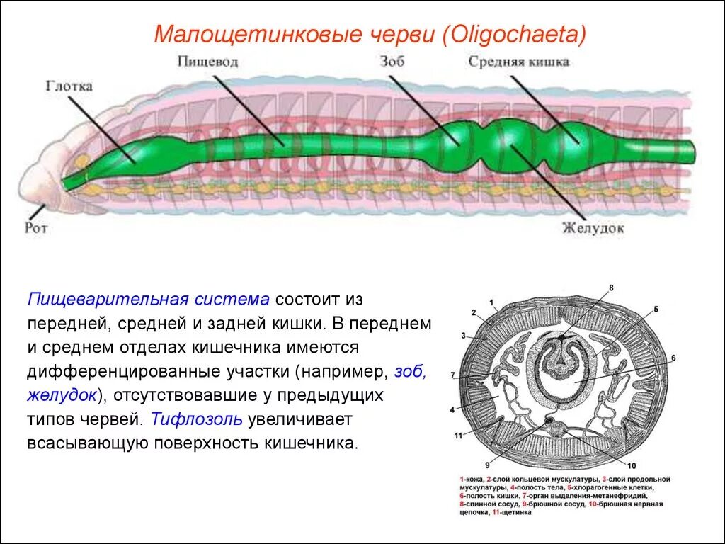 Отделы пищеварительной системы кольчатых червей. Малощетинковые пищеварительная система. Пищеварительная система малощетинковых кольчатых червей. Строение малощетинковых червей выделительная система. Замечательная особенность этого червя состоит