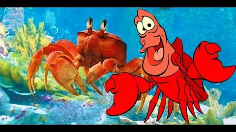 Какое имя носил придворный краб