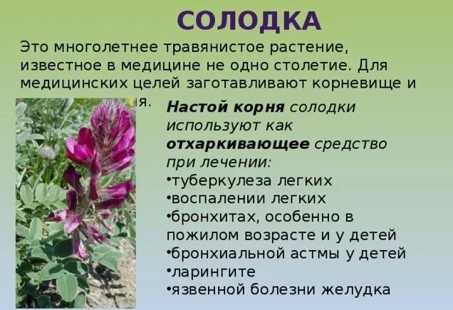 Корень солодки для чего используется eCookie.ru