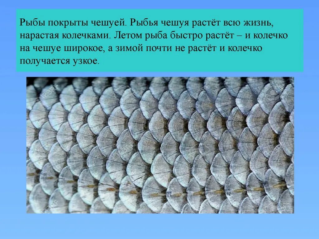 Чешуйчатые рыбы. Чешуя рыбы. Чешуйка рыбы. Строение чешуйки. Костные рыбы тело покрыто костной чешуей