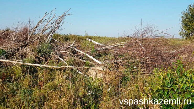 В мелколесье юные деревца всех пород. Зарастание угодий кустарником и мелколесьем. Срезка кустарника и мелколесья вручную. Лес для измельчение ветки. Участки после дробления веток.