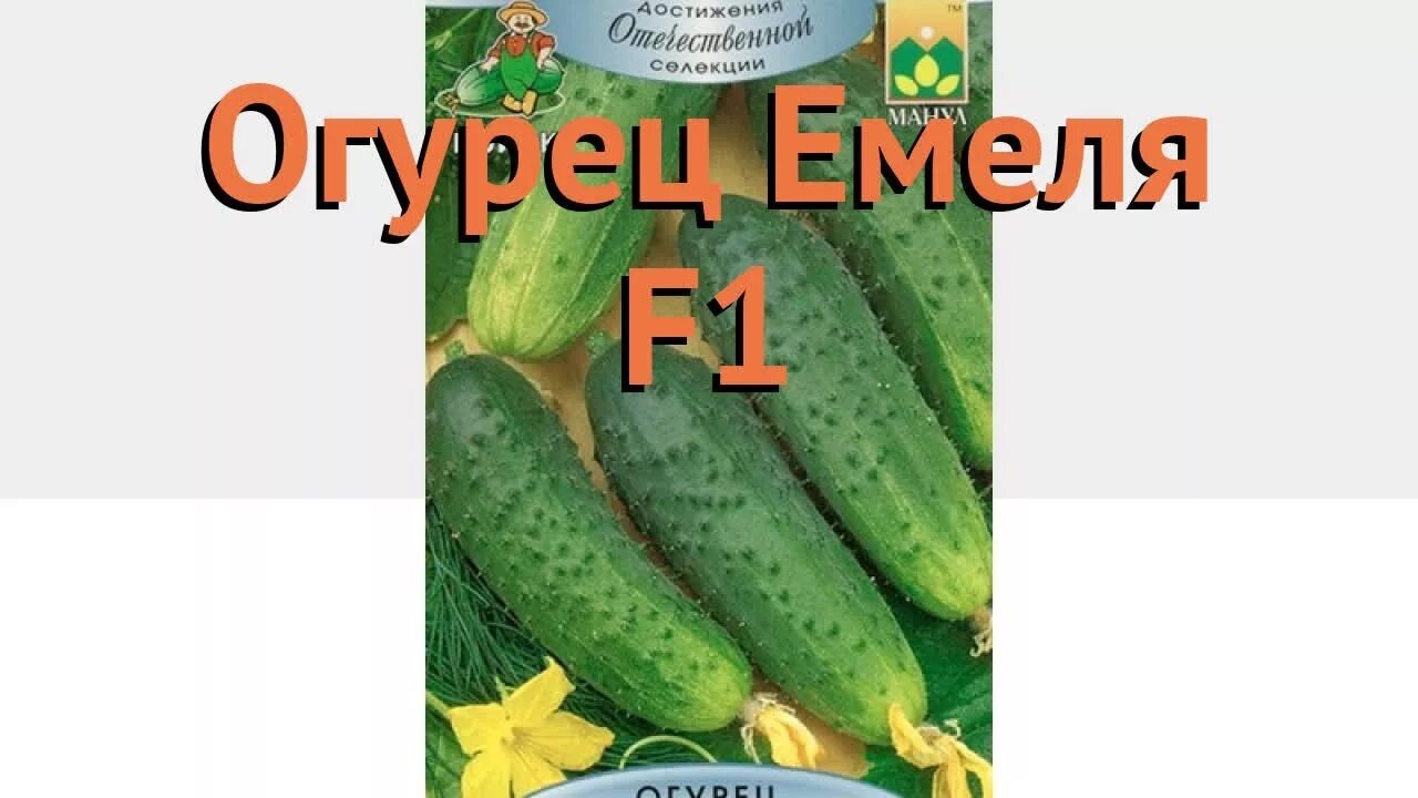 Мертус огурец. Огурец сорт емеля. Сорт емеля. Огурец емеля f1. Огурец емеля фото.