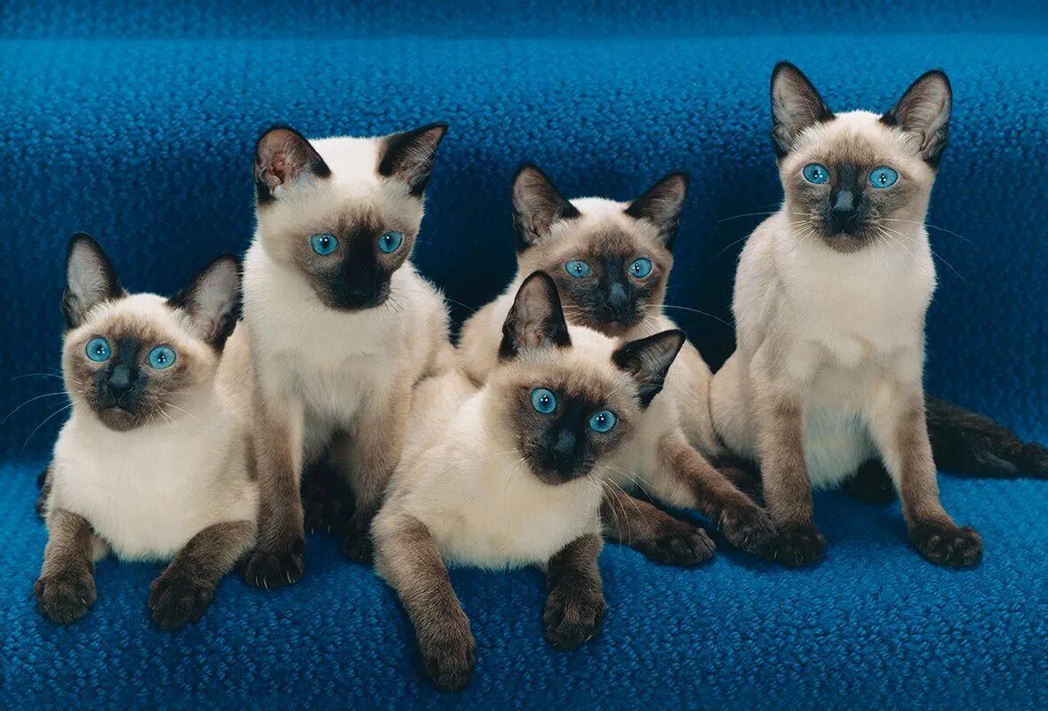 Какова цвета кошка. Британский сиамский кот. сиамская кошка короткошерстная. много сиамских котов. много сиамских котят.